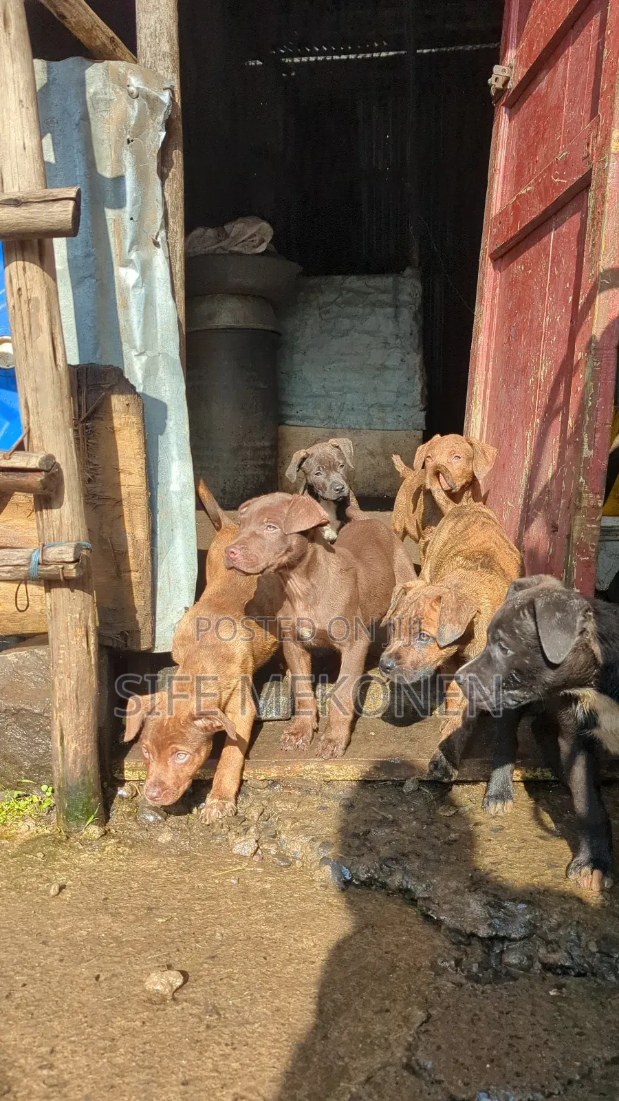 1-3 months Male Purebred American Pit Bull Terrier