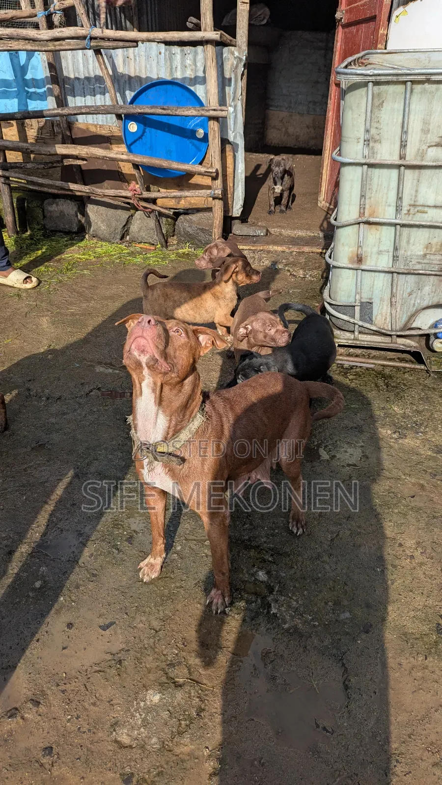 1-3 months Male Purebred American Pit Bull Terrier