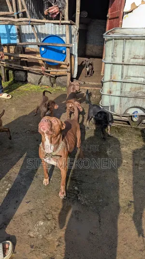 1-3 months Male Purebred American Pit Bull Terrier