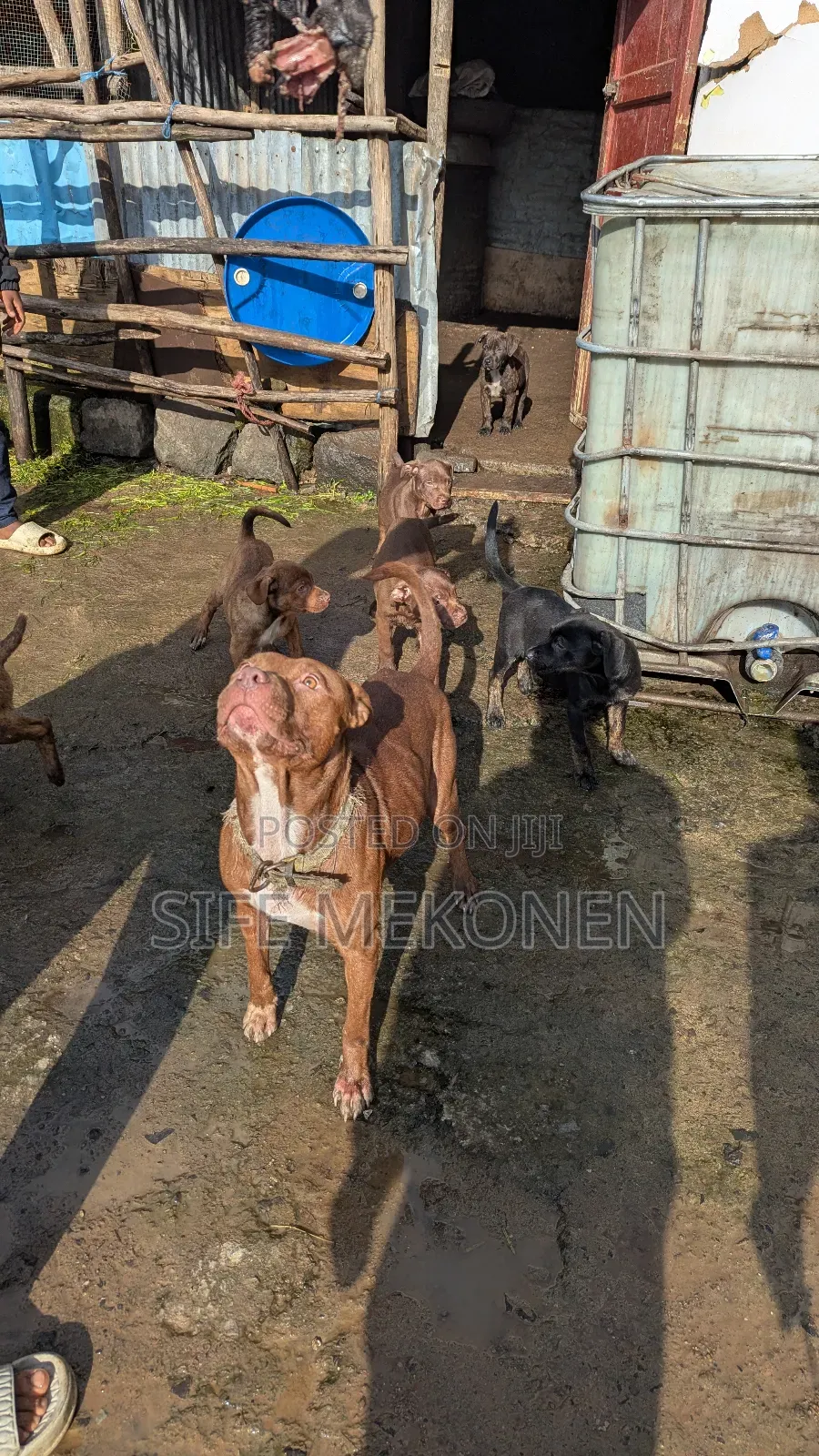 1-3 months Male Purebred American Pit Bull Terrier