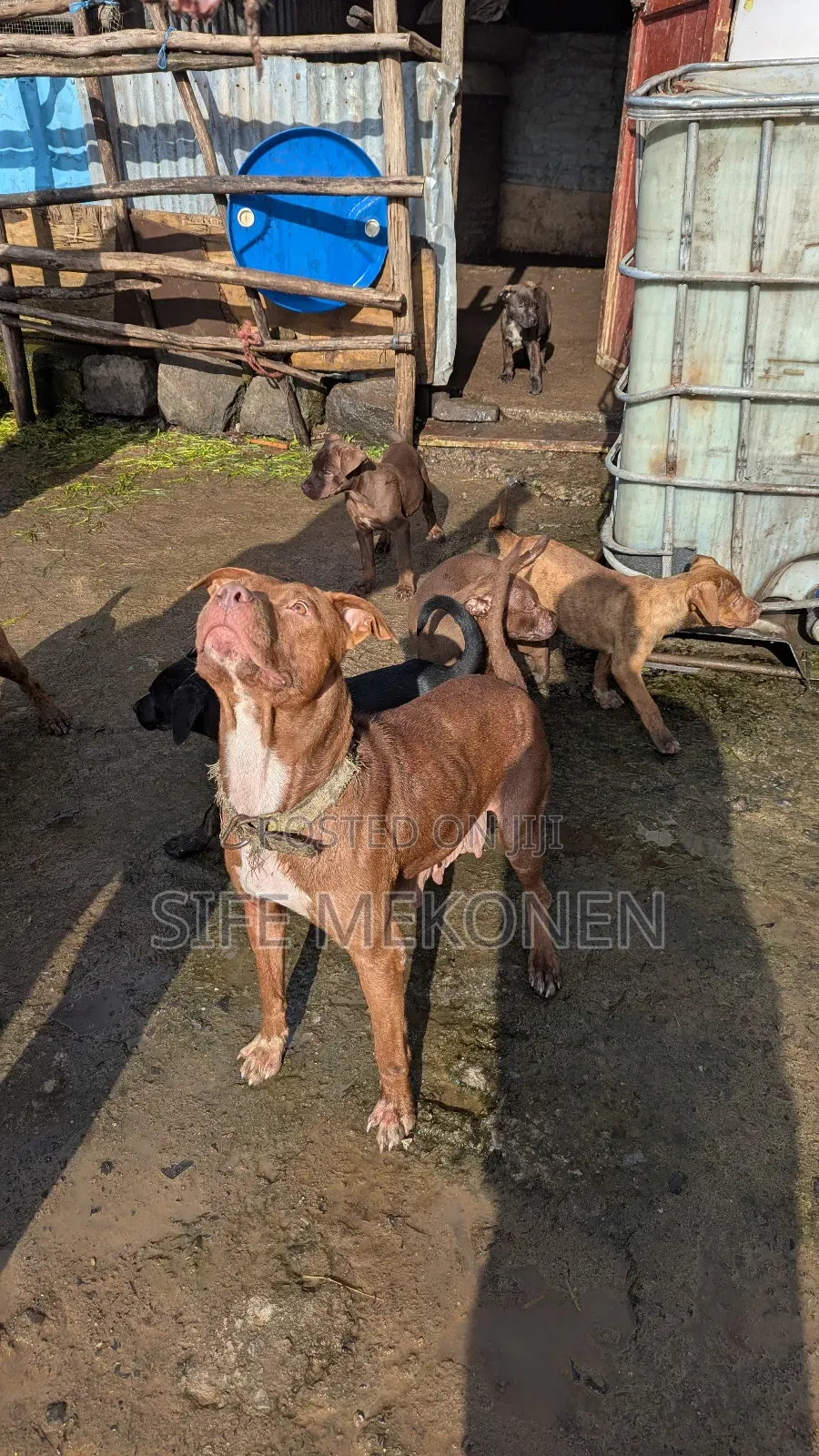 1-3 months Male Purebred American Pit Bull Terrier