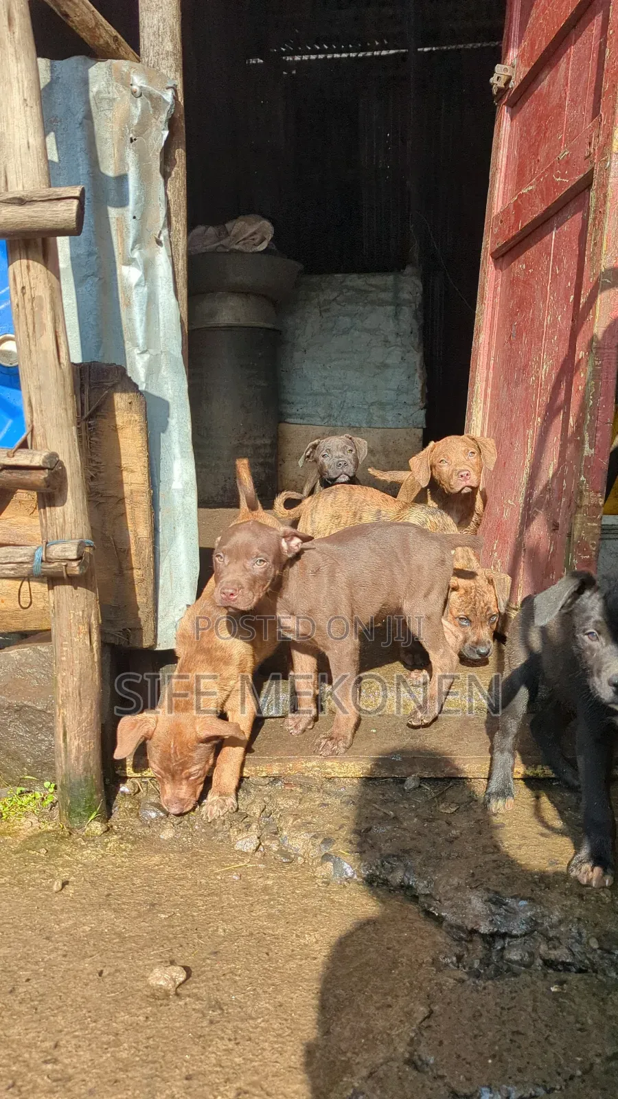 1-3 months Male Purebred American Pit Bull Terrier