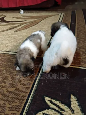 1-3 months Male Purebred Maltese