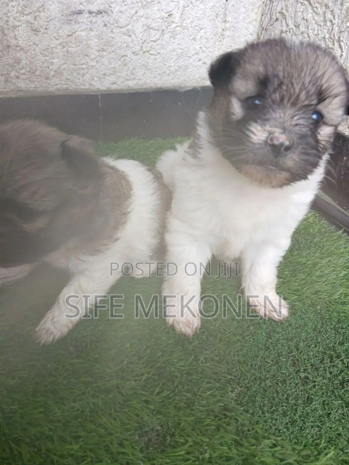 1-3 months Male Purebred Maltese