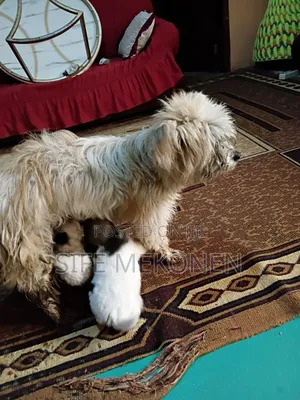 Photo - 1-3 months Male Purebred Maltese