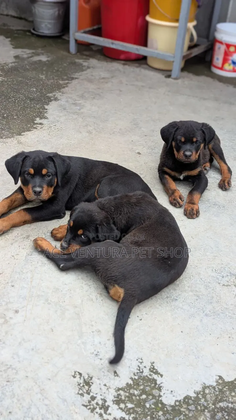 1-3 months Male Purebred Rottweiler
