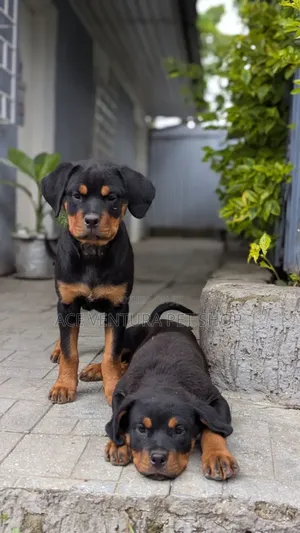 1-3 months Male Purebred Rottweiler
