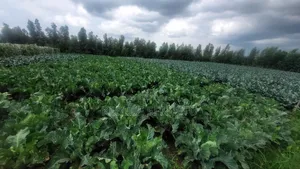 Photo - Agriculture Land for Sale or Rent