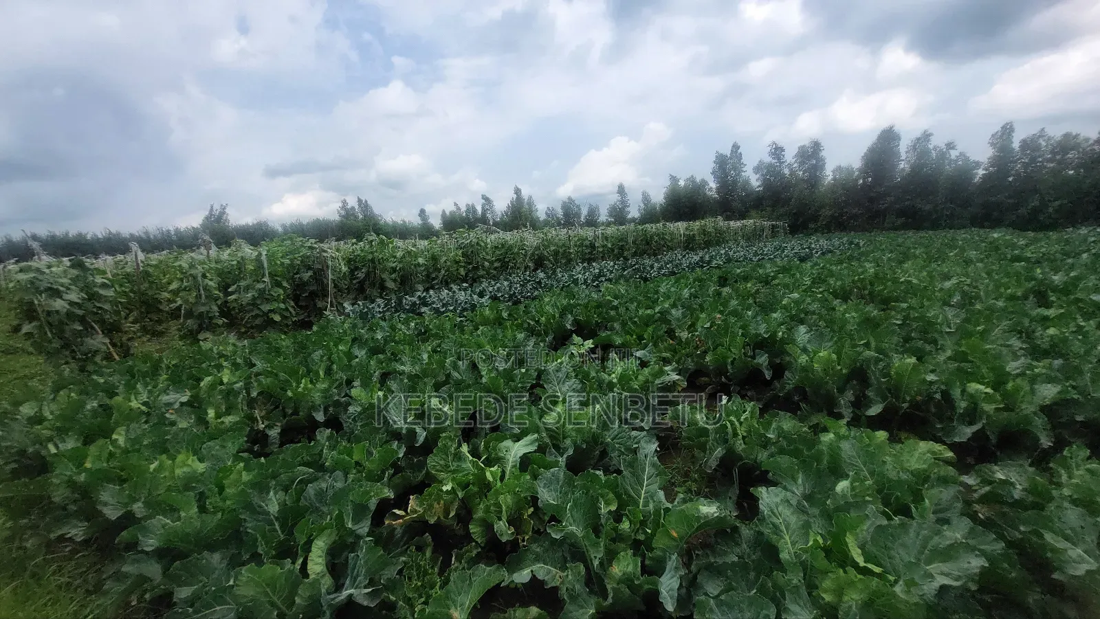 Agriculture Land for Sale or Rent