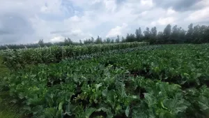 Agriculture Land for Sale or Rent