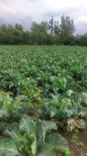 Agriculture Land for Sale or Rent