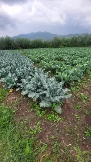 Agriculture Land for Sale or Rent