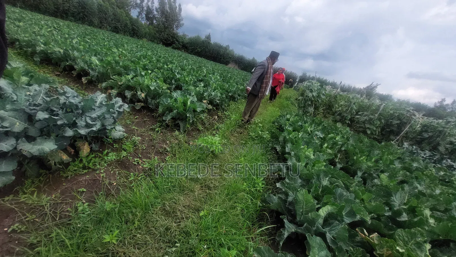 Agriculture Land for Sale or Rent