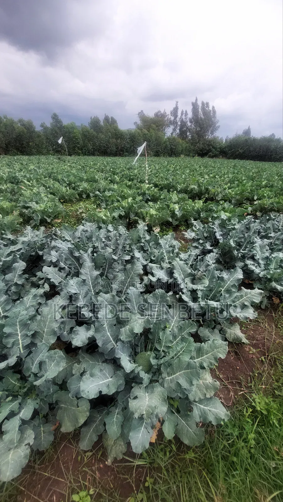 Agriculture Land for Sale or Rent