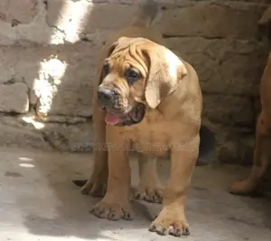 Photo - 1-3 months Male Purebred Boerboel