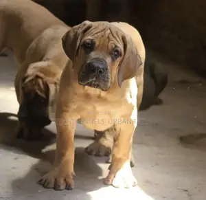 Photo - 1-3 months Male Purebred Boerboel