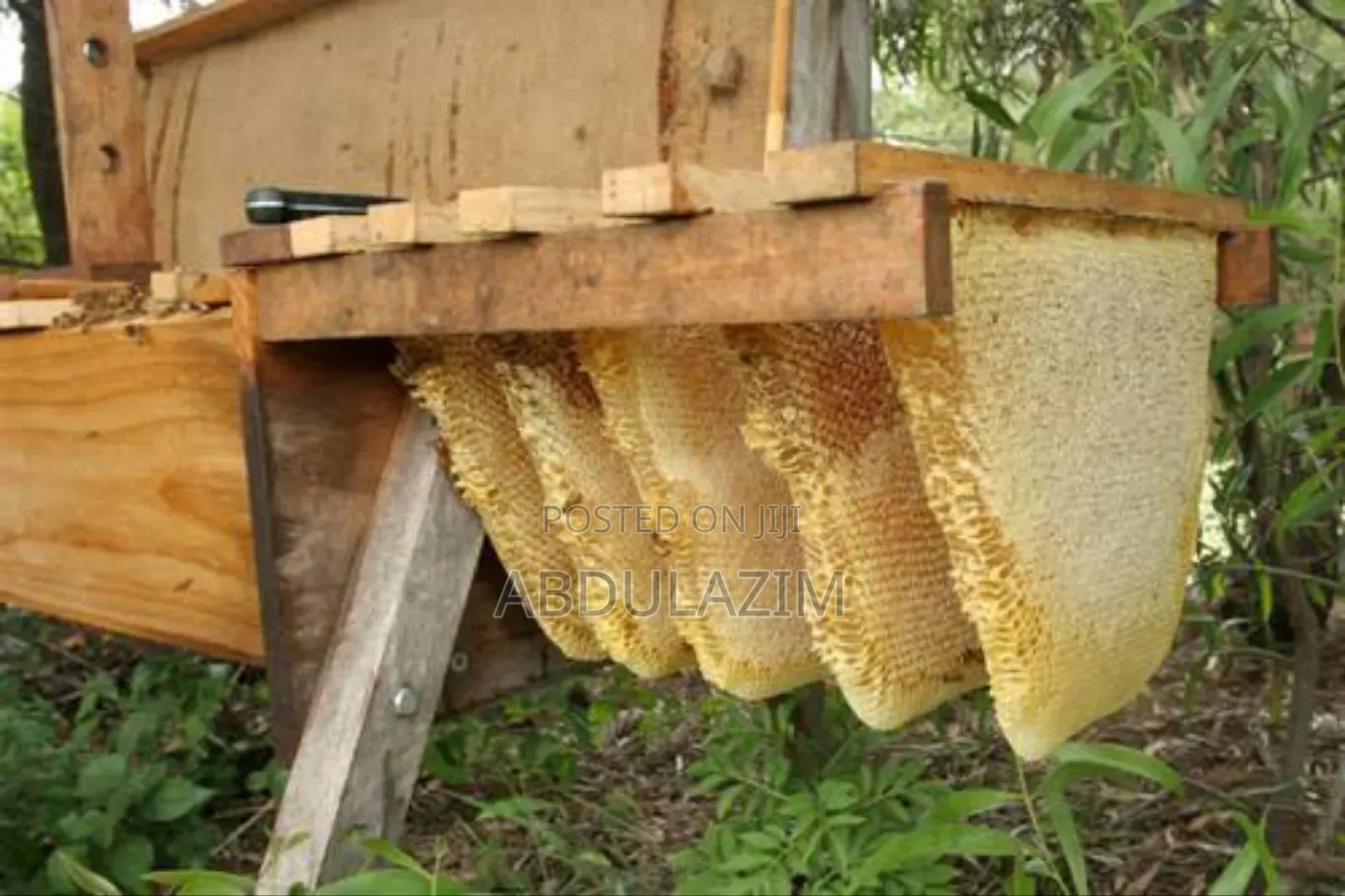 Beekeeping/ንብ ማነብ ስራ