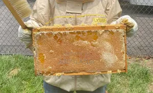 Beekeeping/ንብ ማነብ ስራ