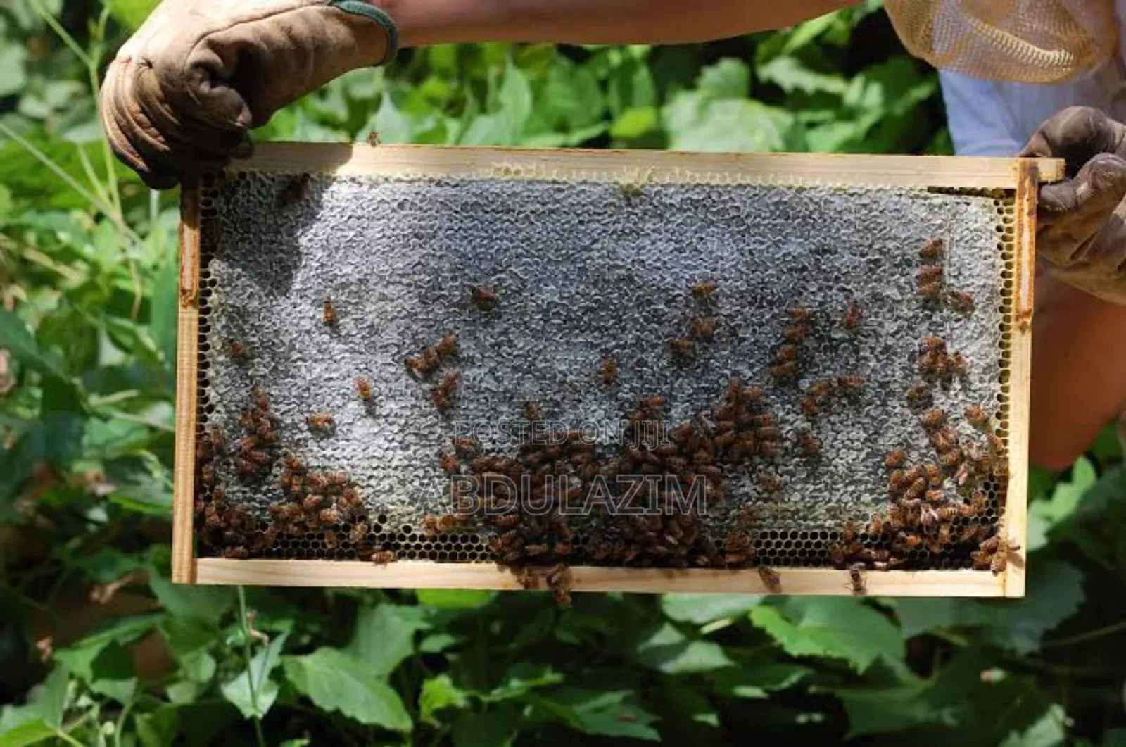 Beekeeping/ንብ ማነብ ስራ