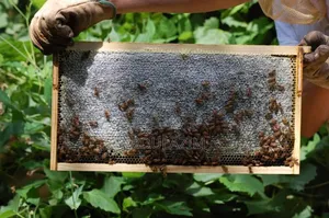 Beekeeping/ንብ ማነብ ስራ