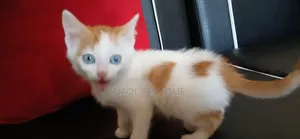 Photo - 1-3 months Female Purebred Abyssinian