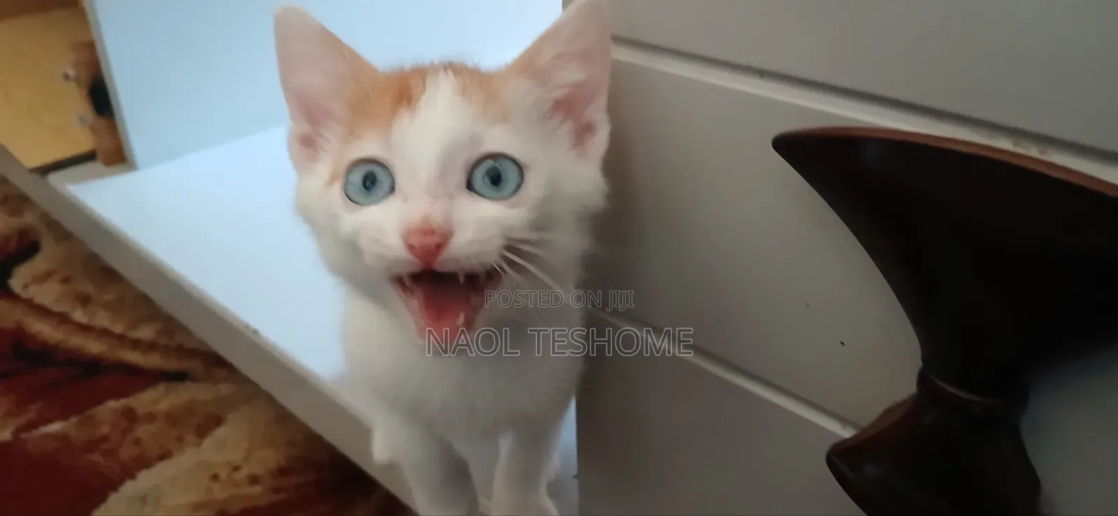 1-3 months Female Purebred Abyssinian