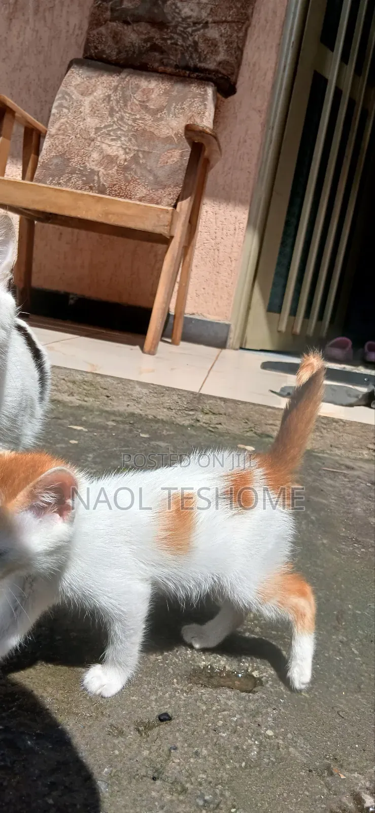 1-3 months Female Purebred Abyssinian