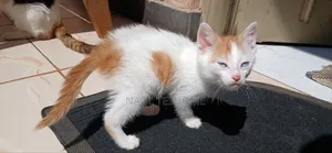 1-3 months Female Purebred Abyssinian