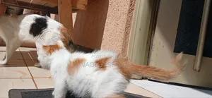 1-3 months Female Purebred Abyssinian