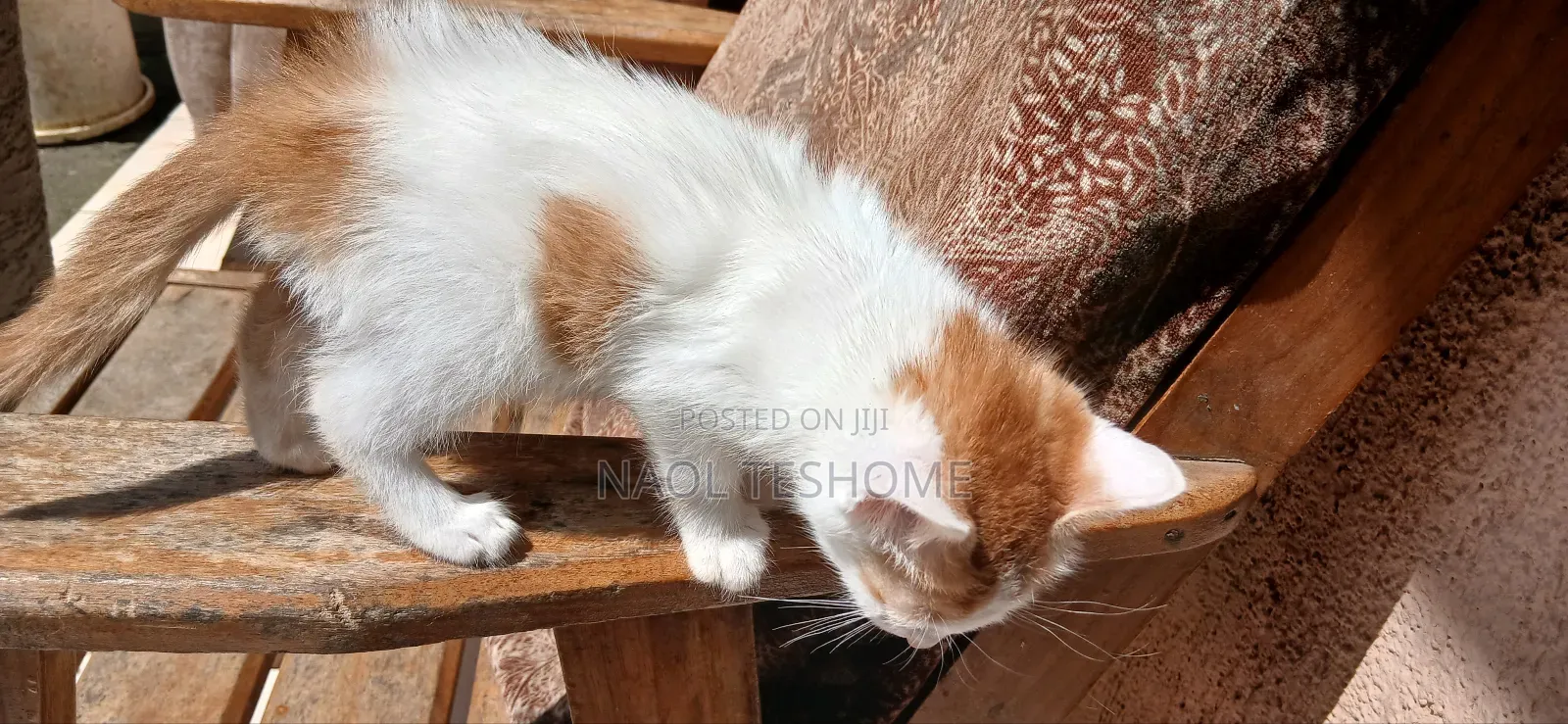 1-3 months Female Purebred Abyssinian