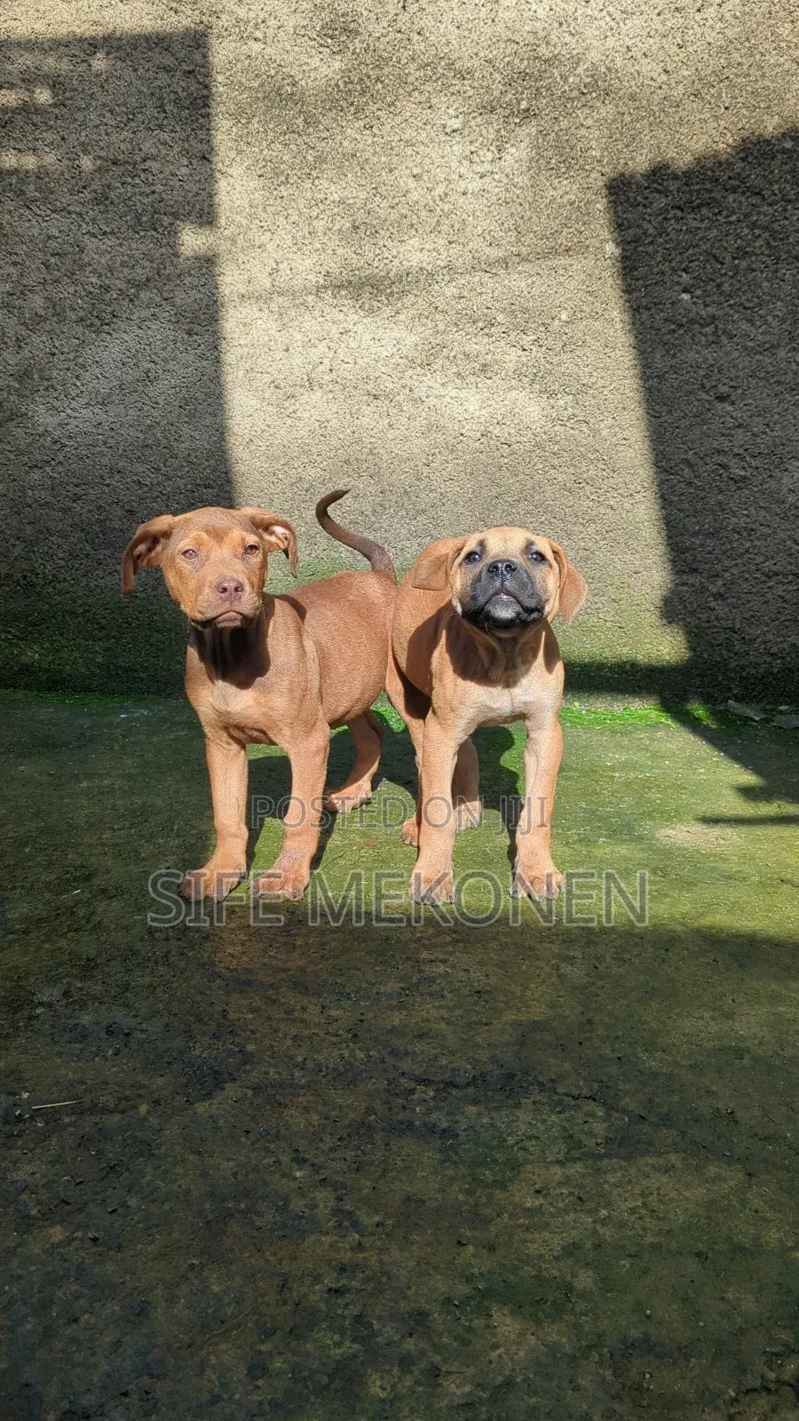 1-3 months Female Purebred Boerboel