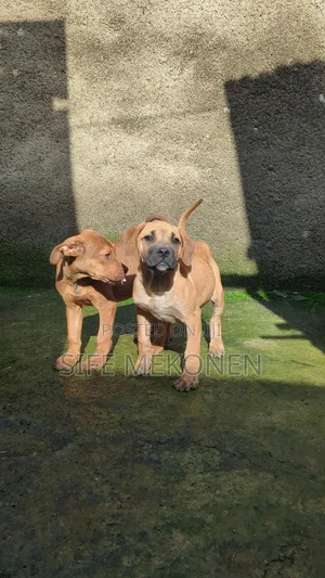 Photo - 1-3 months Female Purebred Boerboel