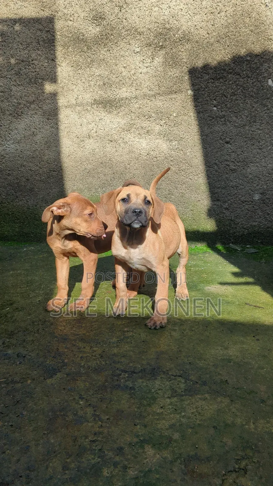 1-3 months Female Purebred Boerboel