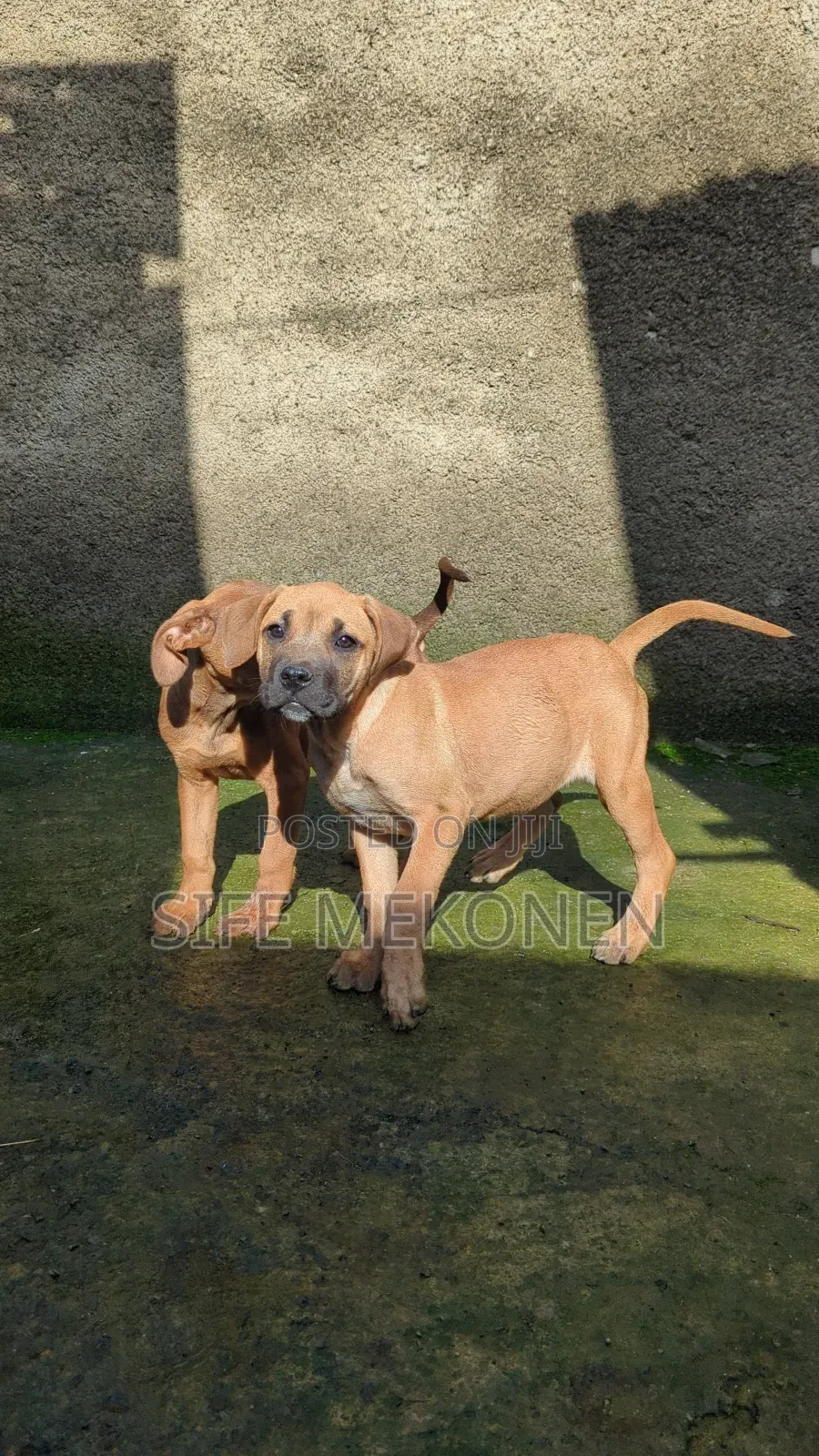 1-3 months Female Purebred Boerboel