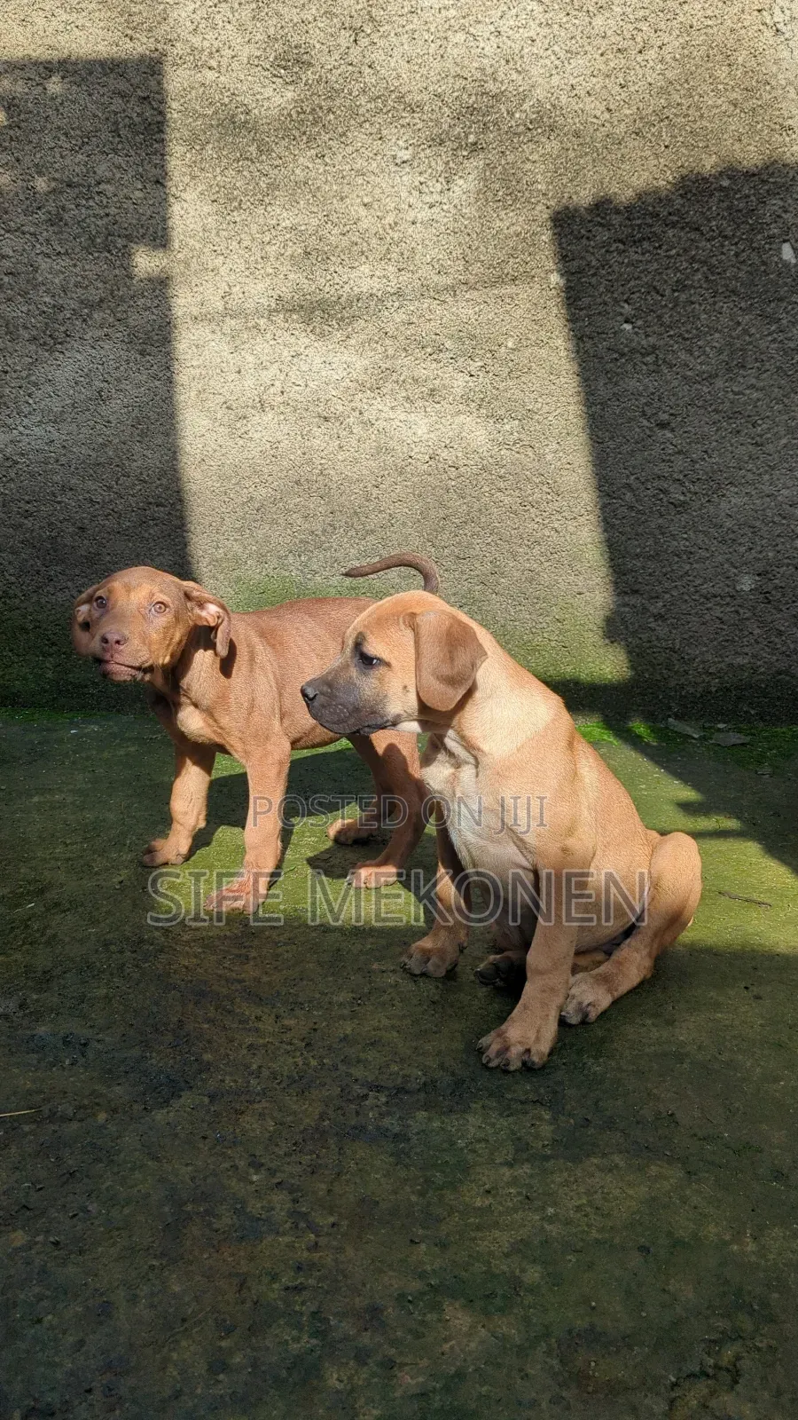 1-3 months Female Purebred Boerboel