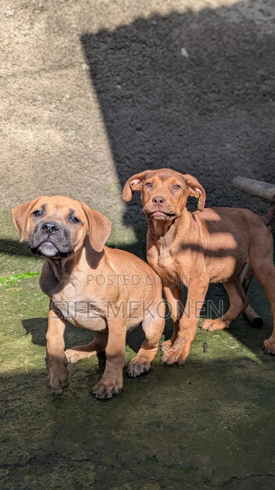 1-3 months Male Purebred Boerboel