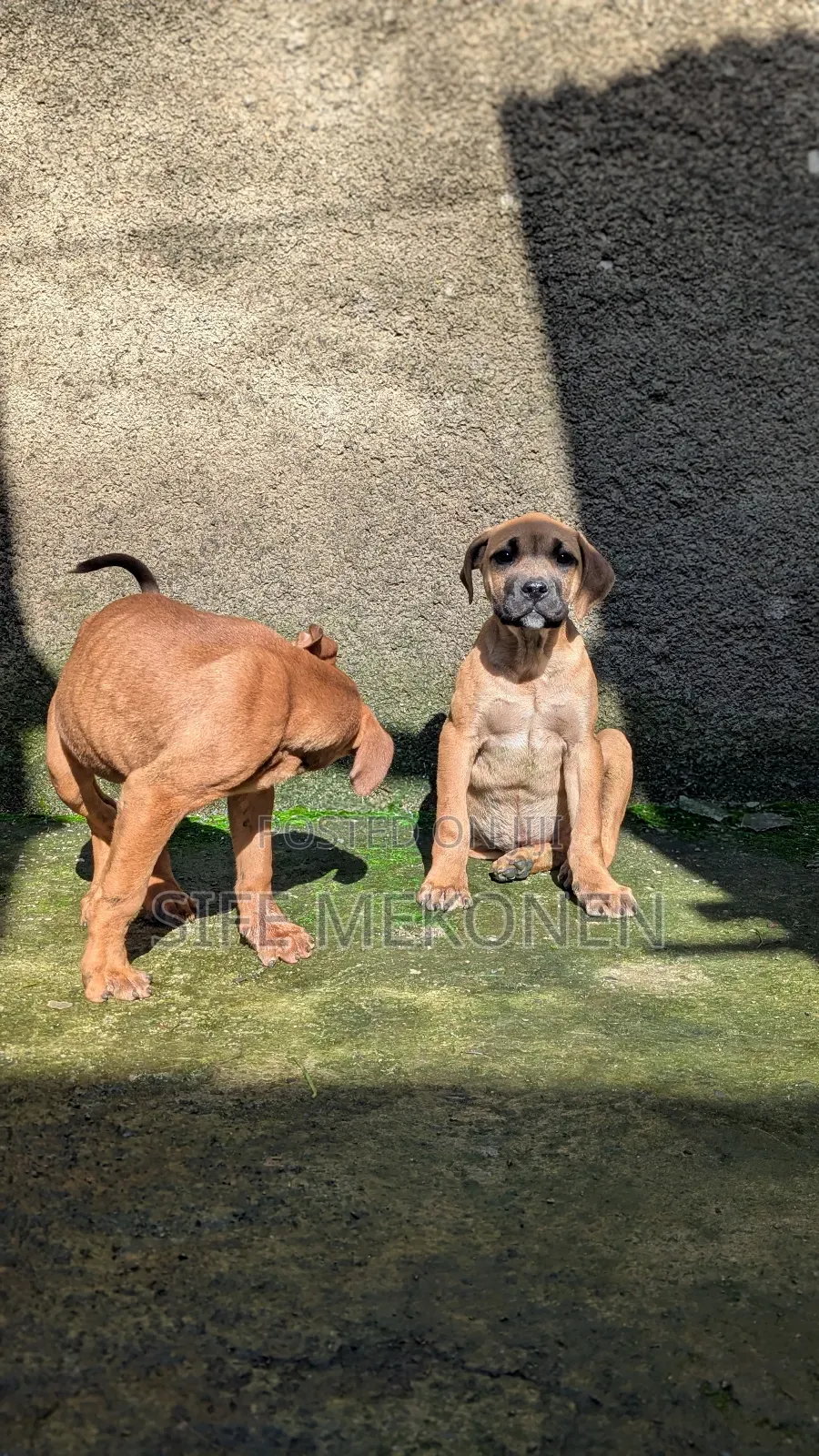 1-3 months Male Purebred Boerboel