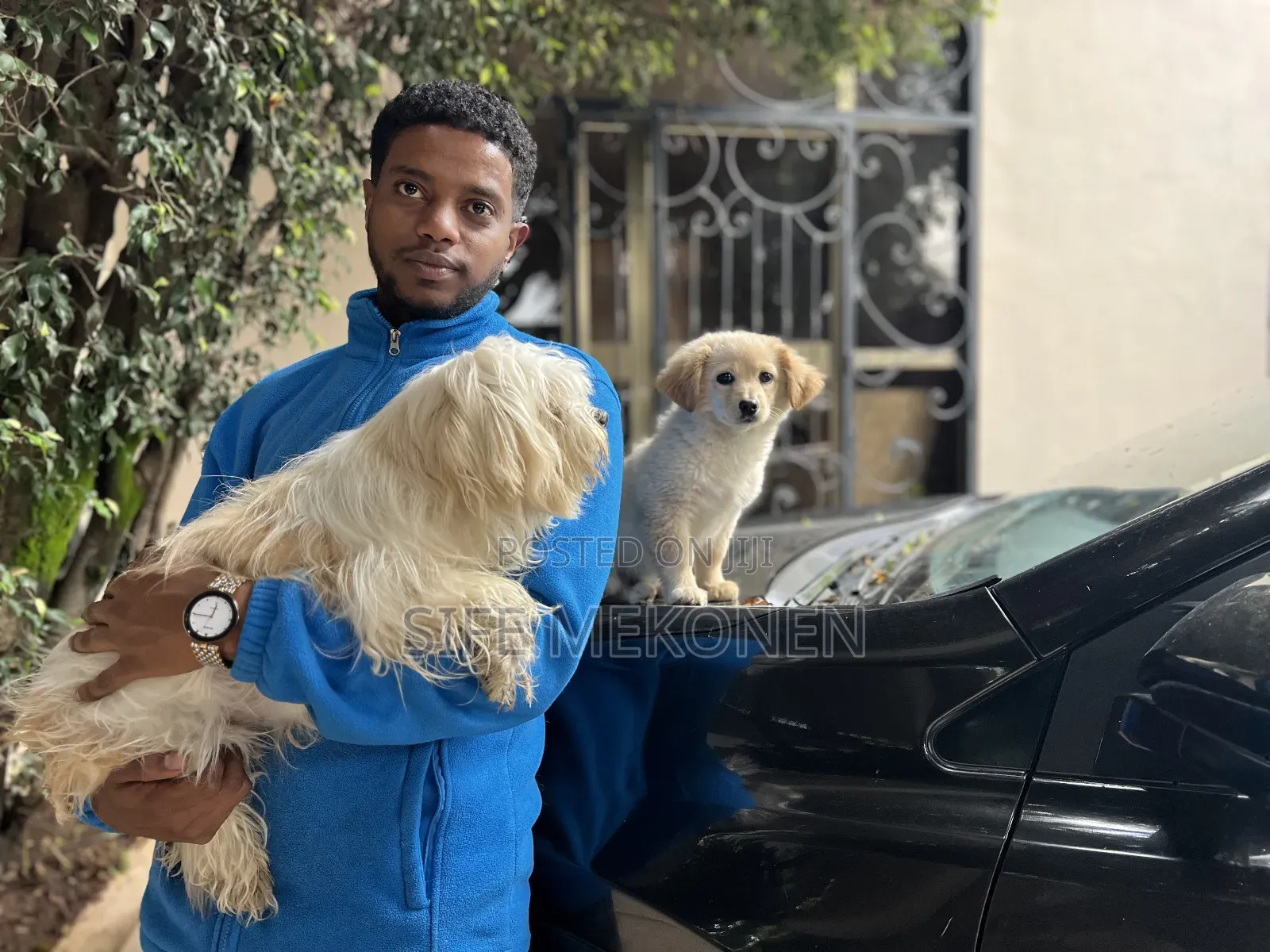 1-3 months Male Purebred Maltese