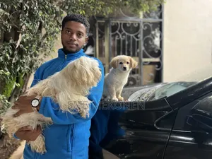 1-3 months Male Purebred Maltese