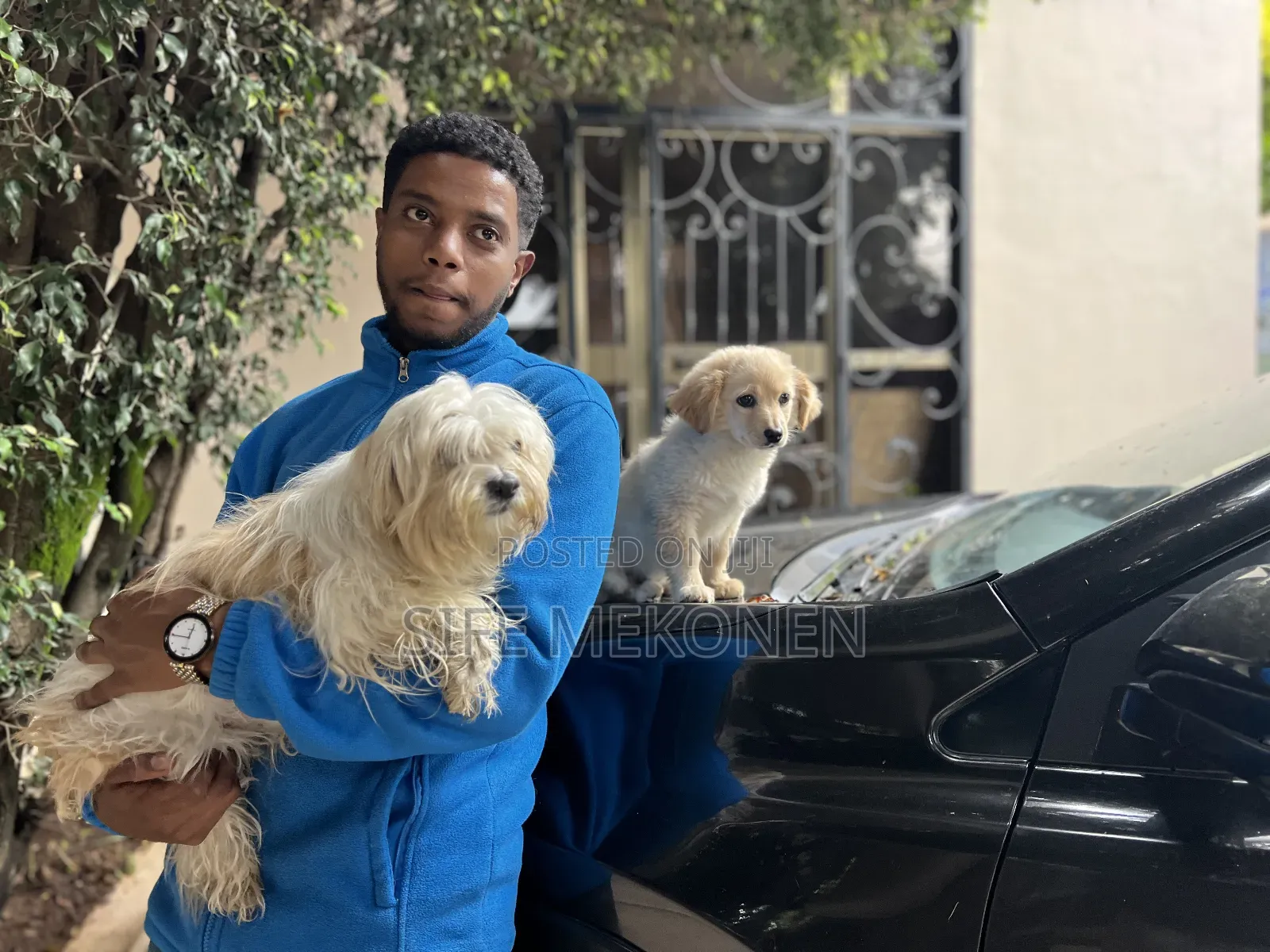 1-3 months Male Purebred Maltese