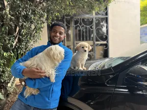 Photo - 1-3 months Male Purebred Maltese