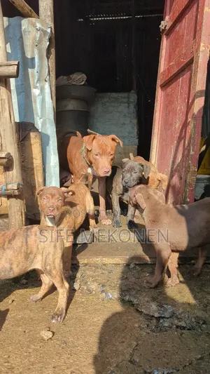 Photo - 1-3 months Male Purebred American Pit Bull Terrier