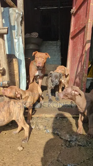 1-3 months Male Purebred American Pit Bull Terrier