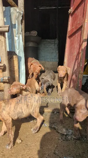 1-3 months Male Purebred American Pit Bull Terrier