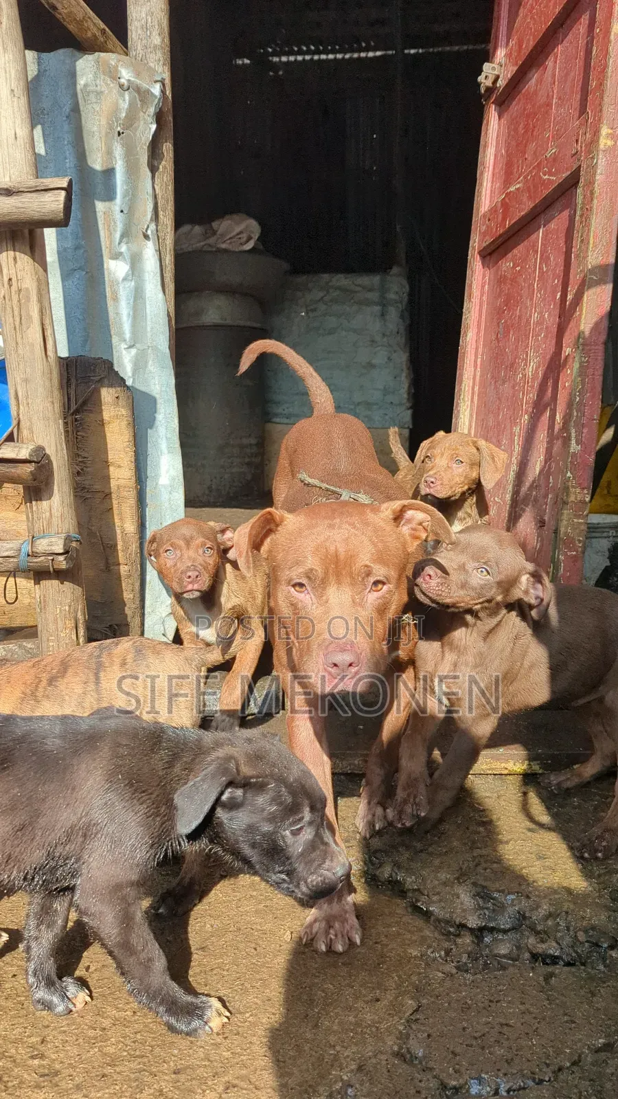 1-3 months Male Purebred American Pit Bull Terrier