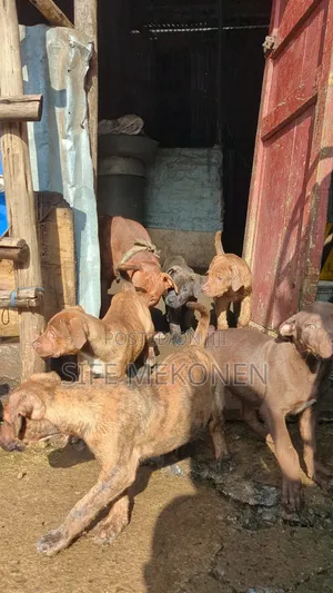 1-3 months Male Purebred American Pit Bull Terrier