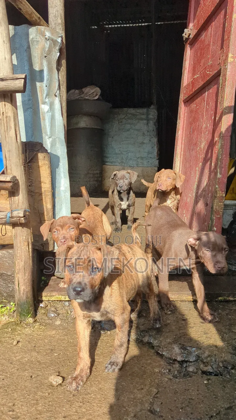 1-3 months Female Purebred American Pit Bull Terrier