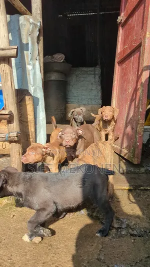 1-3 months Female Purebred American Pit Bull Terrier