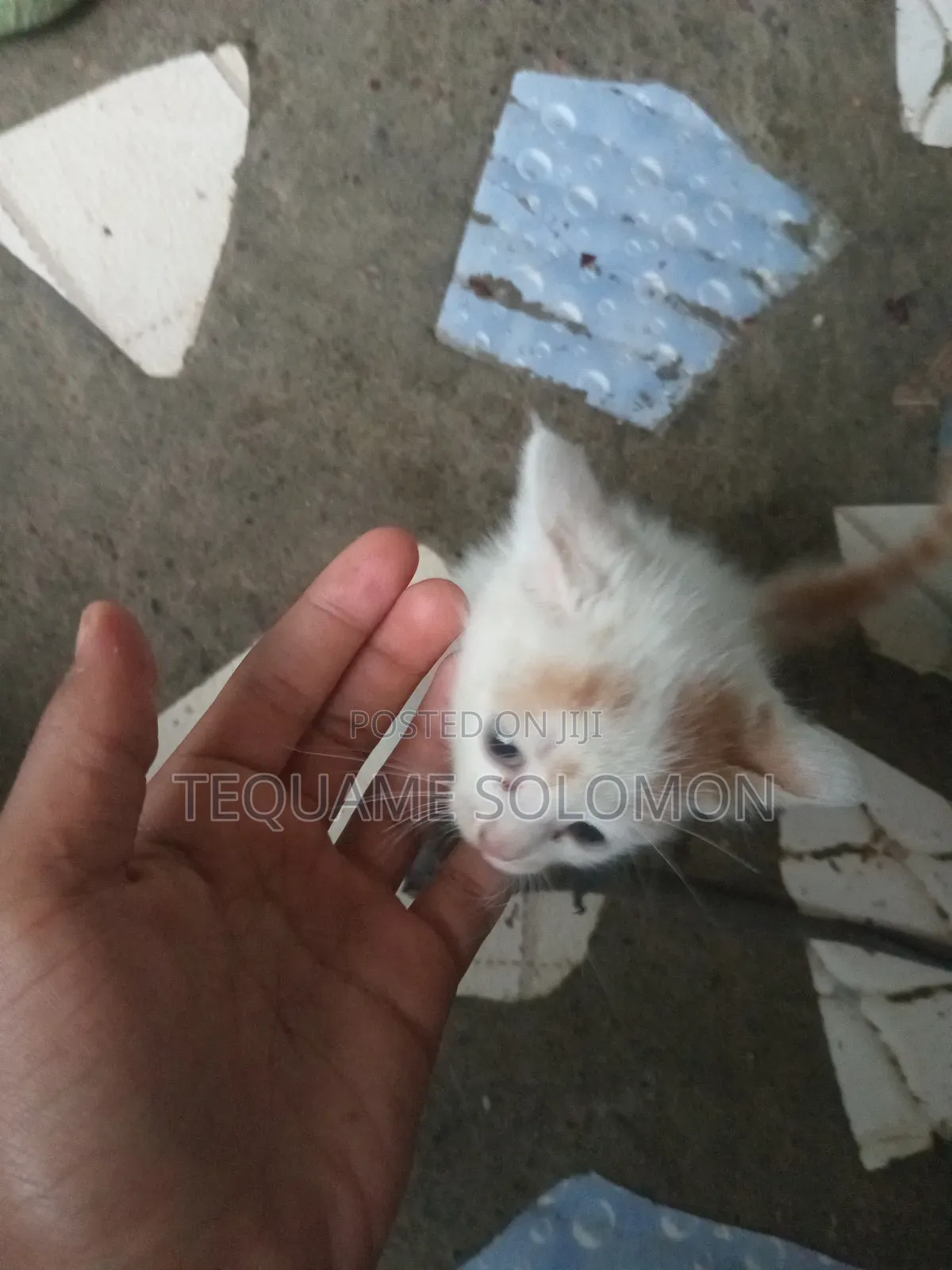1-3 months Female Purebred Turkish Van