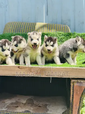 Photo - 1-3 months Male Purebred Siberian Husky